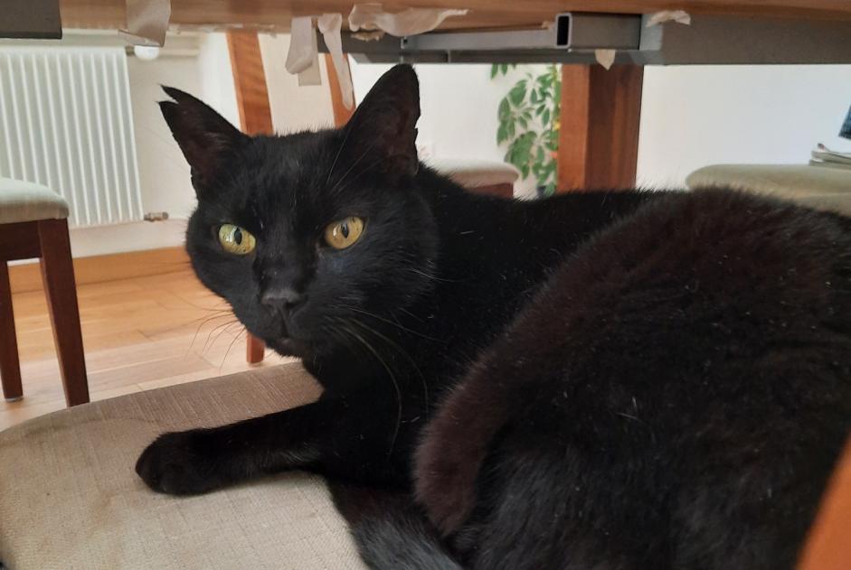 Alerte Disparition Chat Mâle , 14 ans Fribourg Suisse