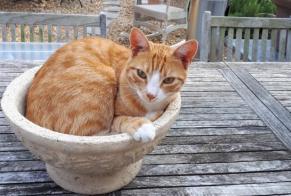 Alerte Disparition Chat Mâle , 8 ans Rue Belgique