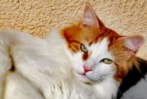 Alerte Disparition Chat croisement Mâle , 6 ans Chaville France