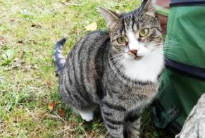 Alerte Disparition Chat  Femelle , 5 ans Niergnies France