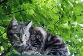 Alerte Disparition Chat croisement Mâle , 2 ans Ottignies-Louvain-la-Neuve Belgique