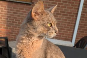 Alerte Disparition Chat  Mâle , 2 ans Charleroi Belgique