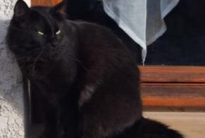 Alerte Disparition Chat  Mâle , 2 ans Rosny-sur-Seine France