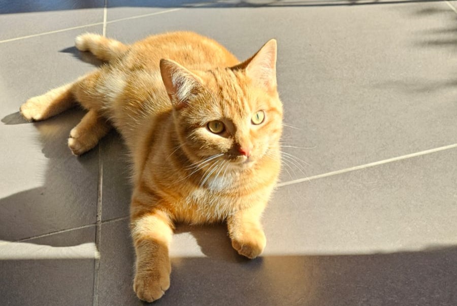 Alerte Disparition Chat Mâle , 2 ans Braives Belgique