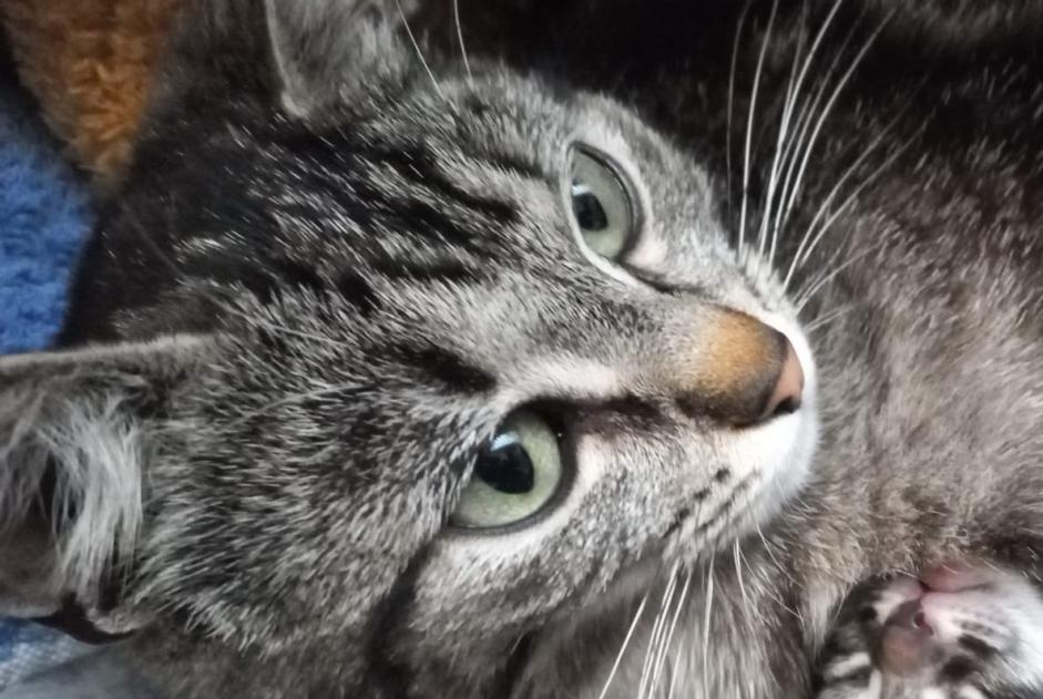 Alerte Disparition Chat  Femelle , 2 ans Anse France