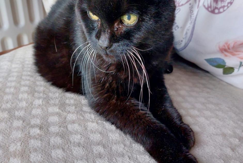 Alerte Découverte Chat croisement Femelle Chaumont-Gistoux Belgique