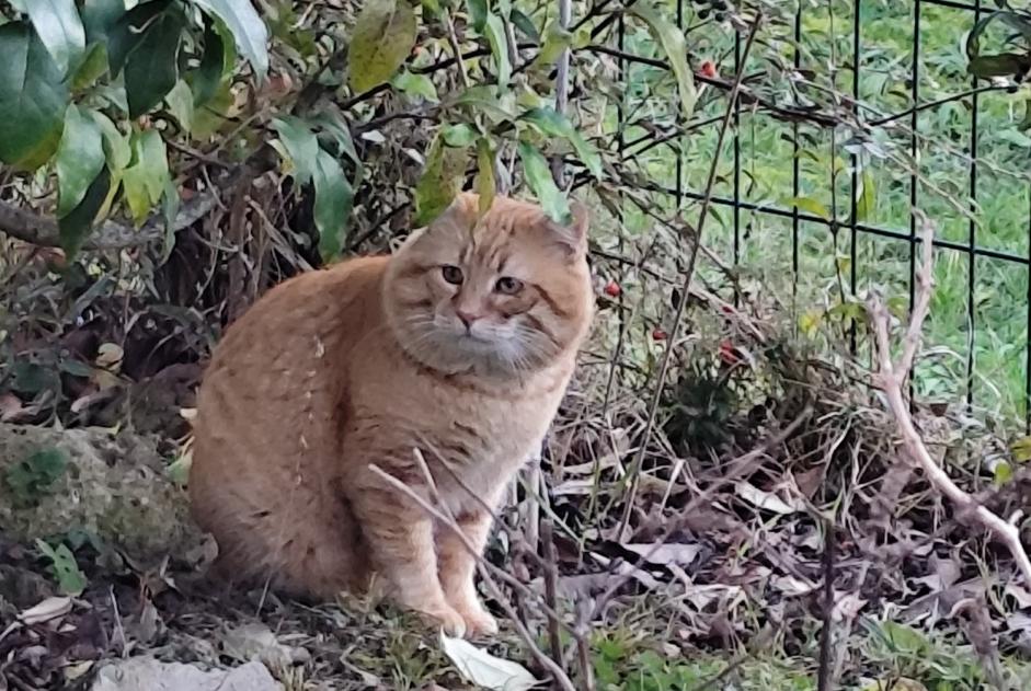 Alerte Découverte Chat Inconnu Toulouse France