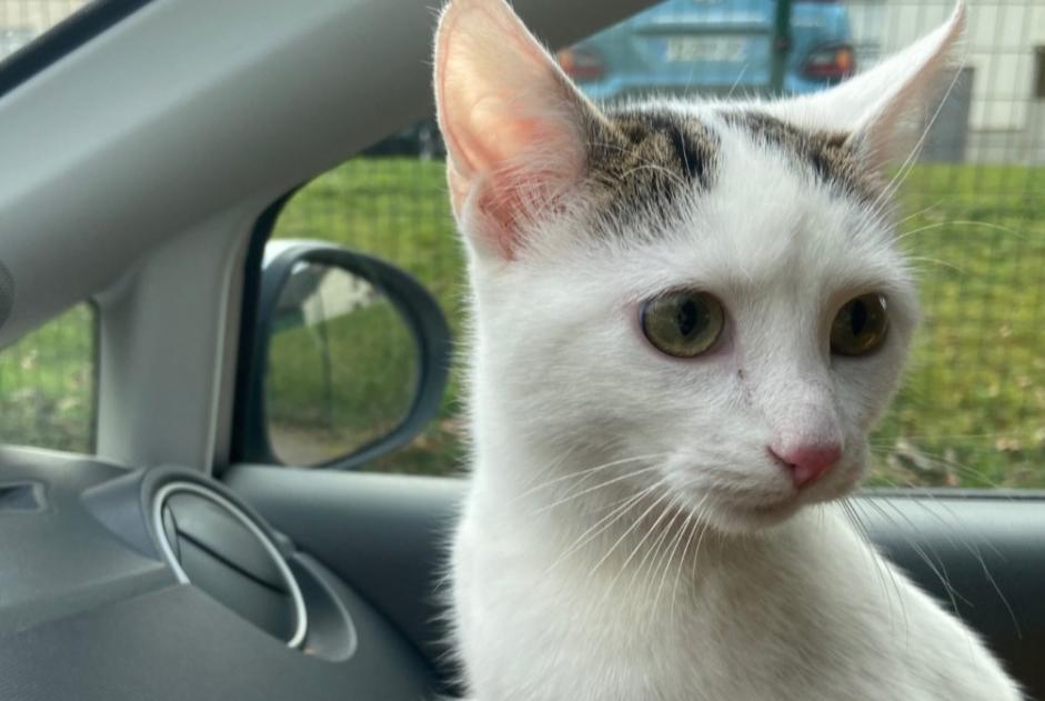 Alerte Découverte Chat Femelle Limoges France