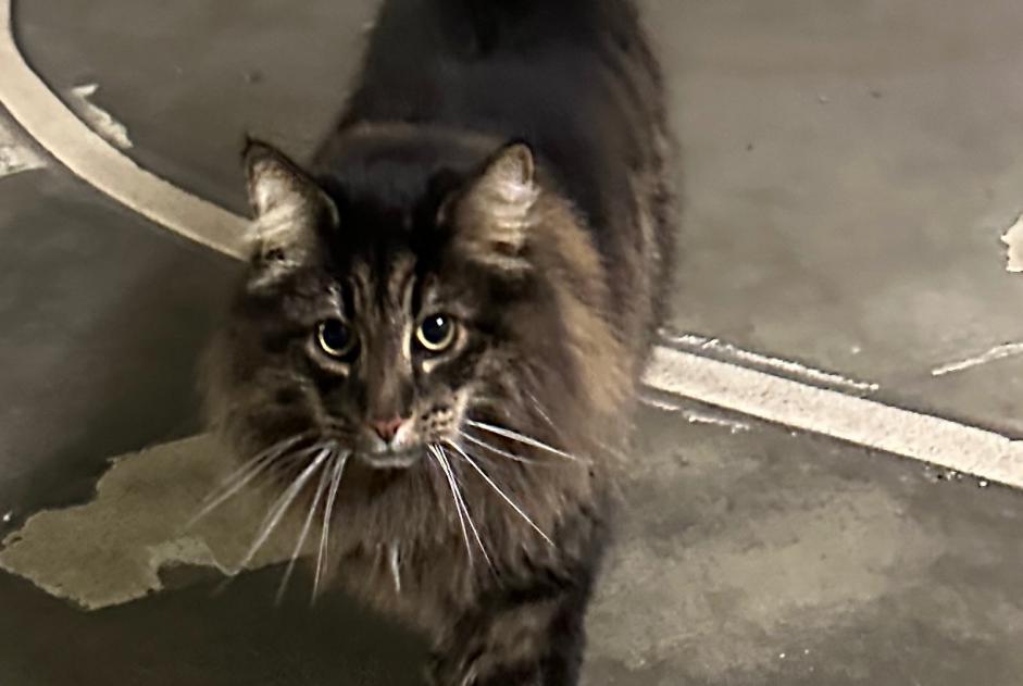 Alerte Découverte Chat Inconnu Blonay - Saint-Légier Suisse