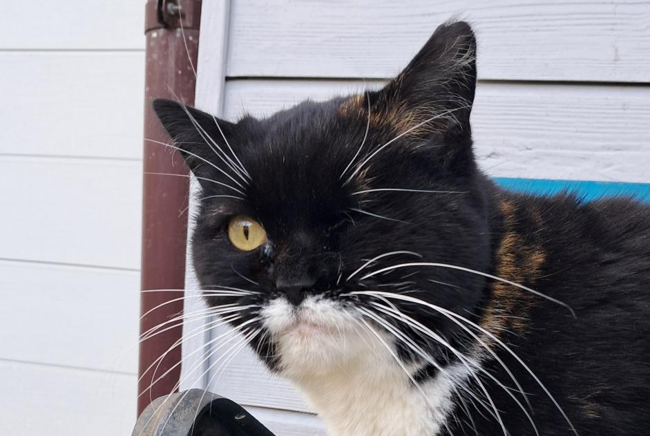 Alerte Découverte Chat Femelle Lausanne Suisse