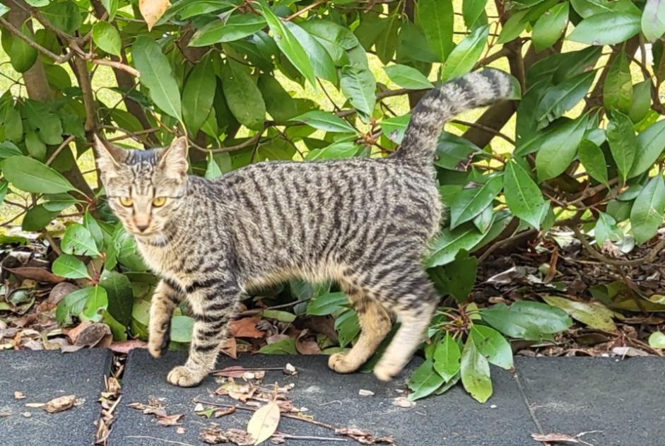 Alerte Découverte Chat Inconnu Granges-Paccot Suisse