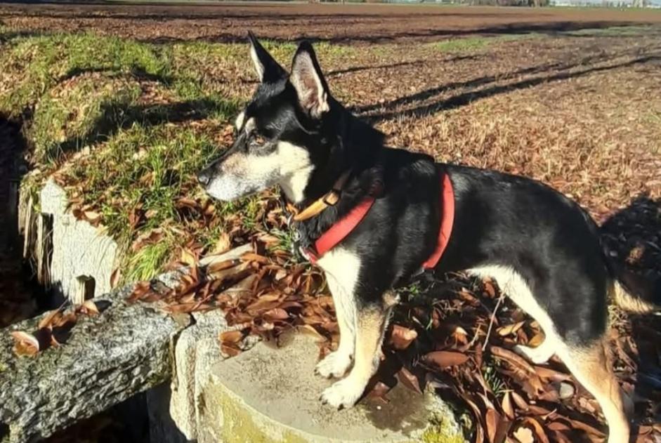 Alerte Disparition Chien croisement Femelle , 9 ans Cuggiono Italie