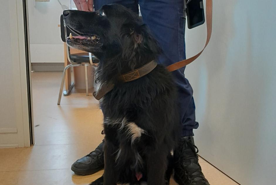 Alerte Découverte Chien  Mâle , 8 ans Châtillon-Coligny France