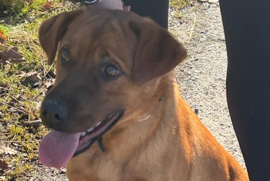 Alerte Découverte Chien croisement Mâle Ussac France