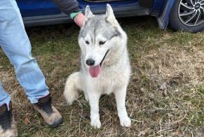 Alerte Découverte Chien  Inconnu Martigny Suisse