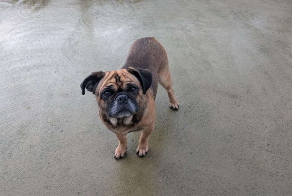 Alerte Découverte Chien croisement Mâle Vitré France