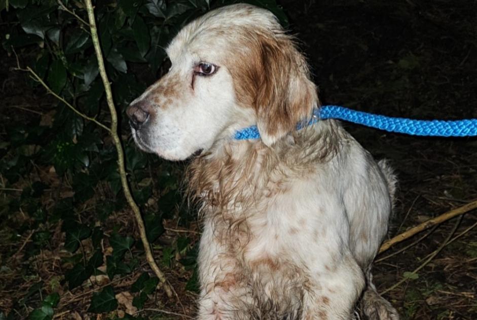 Alerte Découverte Chien  Mâle Vannes France