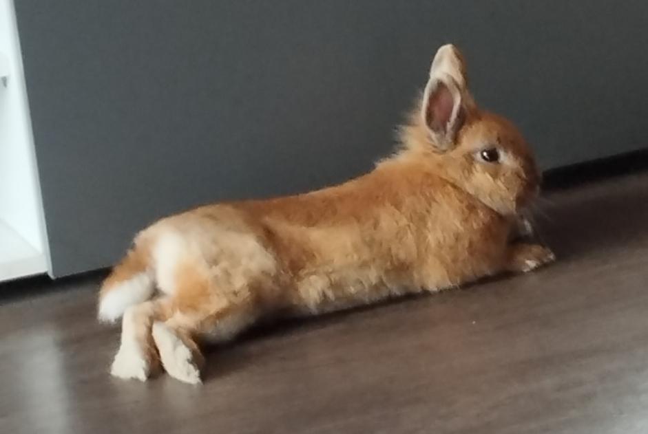 Alerte Disparition Lapin Mâle , 2025 ans Villeneuve-d'Ascq France