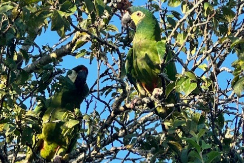 Alerte Disparition Oiseau Femelle , 3 ans Boécourt Suisse