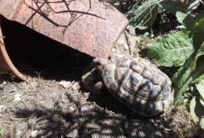 Alerte Disparition Tortue Mâle La Roche-sur-Yon France