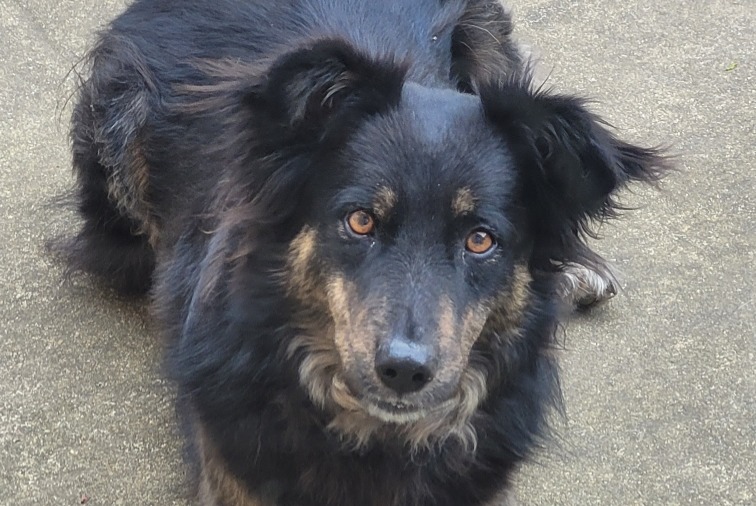 Avviso scomparsa Cane incrocio di razze Maschio , 4 anni Languidic Francia