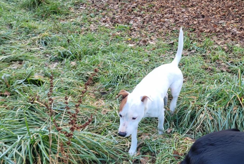 Avviso Ritrovamento Cane incrocio di razze Maschio La Ravoire Francia