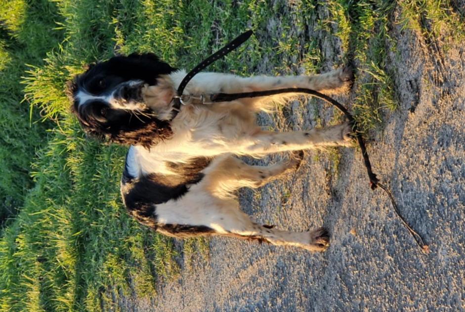 Avviso Ritrovamento Cane  Non conosciuta Restigné Francia