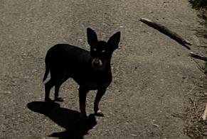 Avviso Ritrovamento Cane Non conosciuta Lucciana Francia