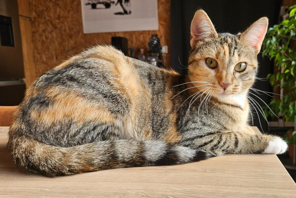 Avviso scomparsa Gatto incrocio di razze Femmina , 2 anni Le Pecq Francia