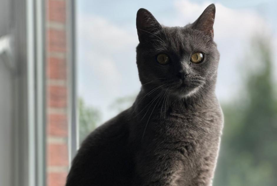 Avviso scomparsa Gatto  Femmina , 2 anni Genk Belgio