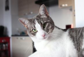 Avviso scomparsa Gatto Maschio , 9 anni Hanvec Francia