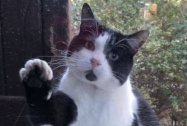 Avviso scomparsa Gatto Maschio , 7 anni Agde Francia