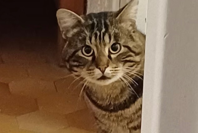 Avviso scomparsa Gatto Maschio , 4 anni Valence Francia