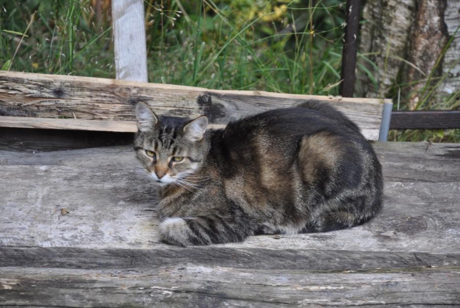 Avviso scomparsa Gatto Maschio , 13 anni Blonay - Saint-Légier Svizzera