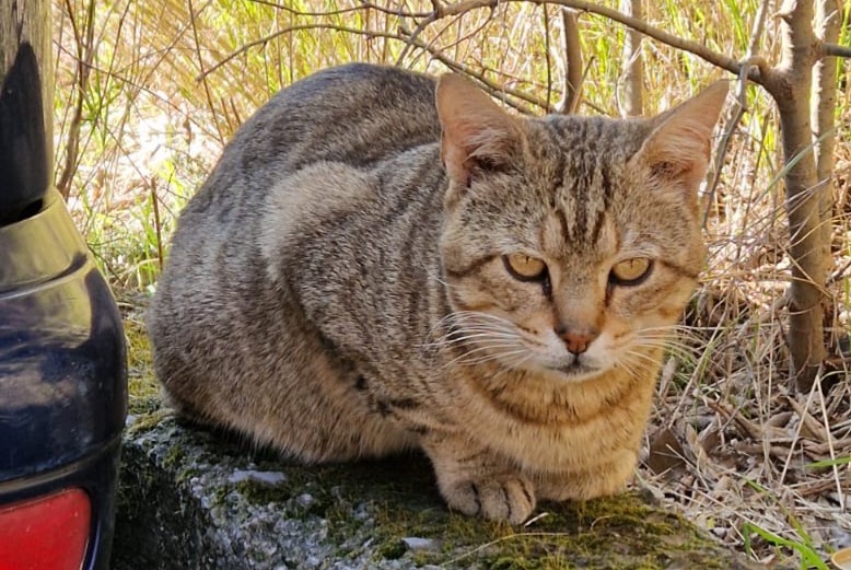 Avviso Ritrovamento Gatto incrocio di razze Maschio Genova Italia