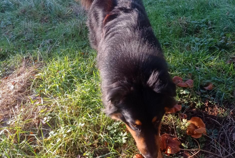 Verdwijningsalarm Hond  Mannetje , 2 jaar Ath België