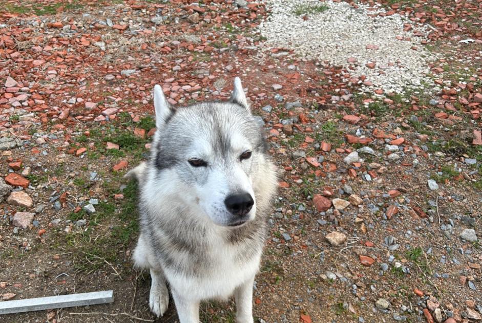 Alerta descoberta Cão  Macho Saint-Victor France