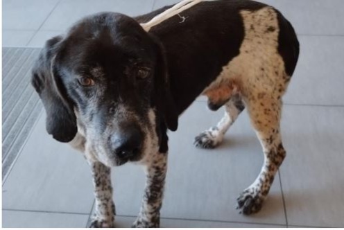 Alerta descoberta Cão Macho Montsenelle France