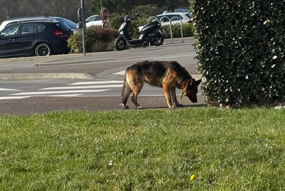 Alerta descoberta Cão  Macho Dinard France