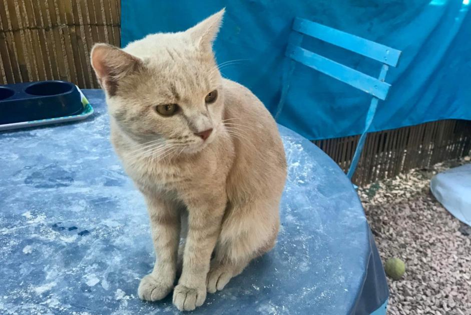 Alerta desaparecimento Gato cruzamento Macho , 2 anos Le Cannet-des-Maures France