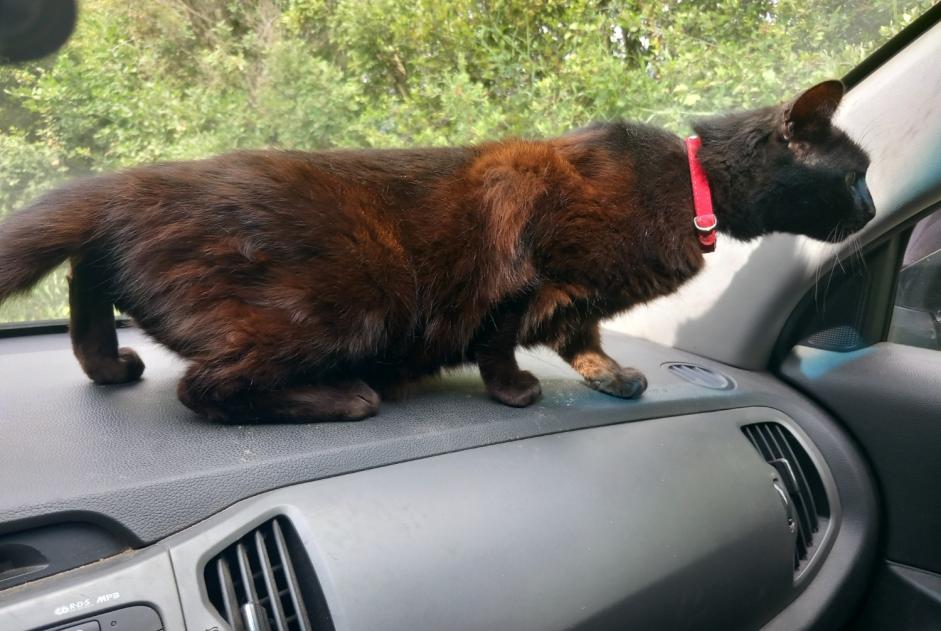 Alerta desaparecimento Gato Fêmea , 12 anos San-Nicolao France