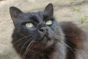 Alerta desaparecimento Gato Fêmea , 11 anos Crolles France