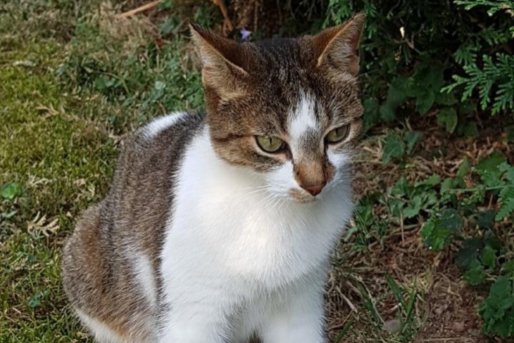 Alerta desaparecimento Gato Fêmea , 12 anos Saint-Genis-Laval France