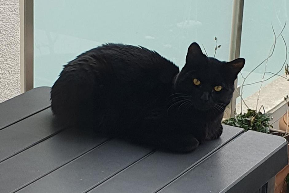 Alerta descoberta Gato Macho , 1 ano Denges Switzerland