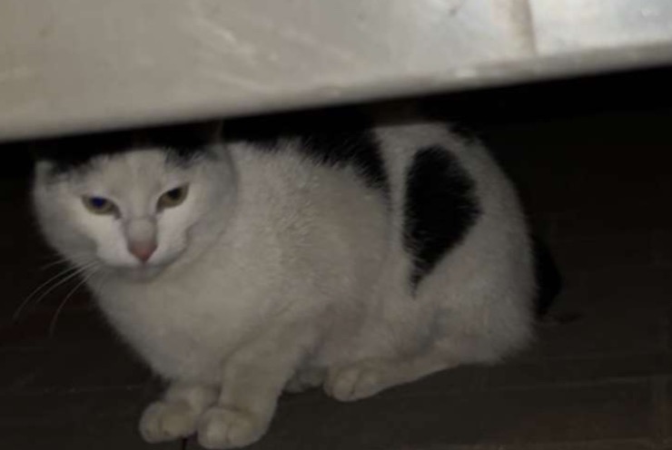 Alerta descoberta Gato Desconhecido , Entre 9 e 12 meses Molenbeek-Saint-Jean Belgium