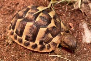 Alerta desaparecimento Tartaruga Fêmea , 2025 anos Frouzins France